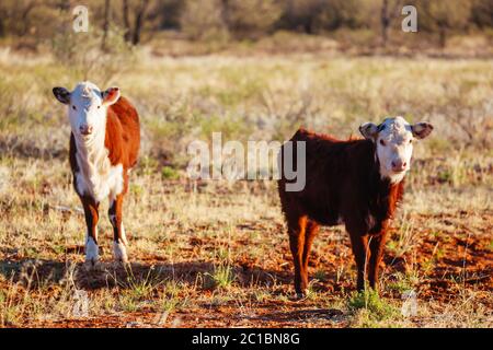 Grasende Kühe im australischen Outback Stockfoto