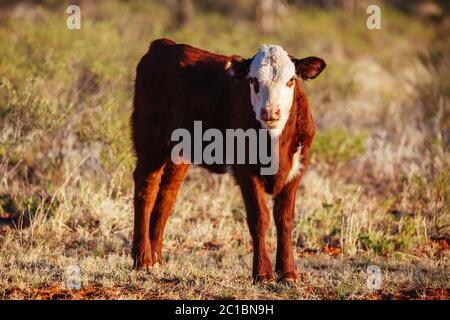 Grasende Kühe im australischen Outback Stockfoto