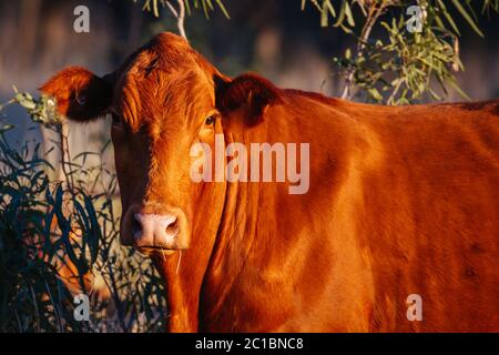 Grasende Kühe im australischen Outback Stockfoto