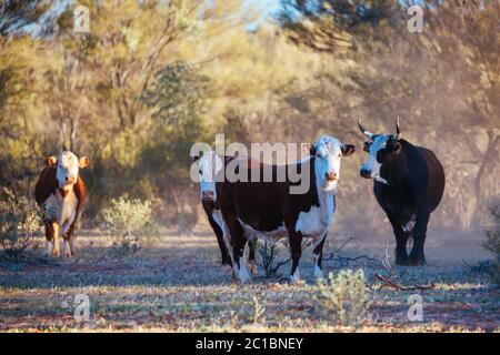 Grasende Kühe im australischen Outback Stockfoto