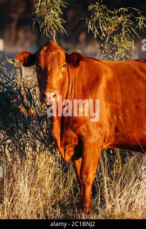 Grasende Kühe im australischen Outback Stockfoto