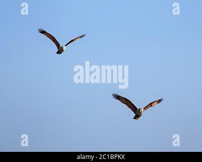 Brahminy Drachen (haliastur indus) im Sundarban Wald. Diese Vögel sind in den Sundarbans im Süden von Bangladesch abgebildet. Stockfoto