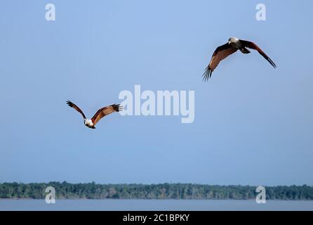 Brahminy Drachen (haliastur indus) im Sundarban Wald. Diese Vögel sind in den Sundarbans im Süden von Bangladesch abgebildet. Stockfoto