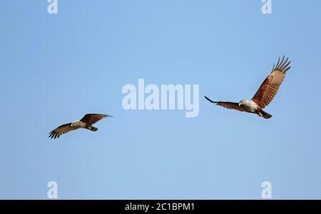 Brahminy Drachen (haliastur indus) im Sundarban Wald. Diese Vögel sind in den Sundarbans im Süden von Bangladesch abgebildet. Stockfoto