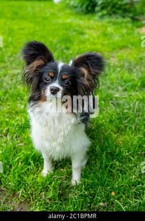 Porträt eines Papillon-Purebreed-Hundes mit großen Ohren. Stockfoto