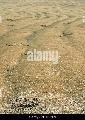 Detail der Muster und Texturen an einem Sandstrand. Der Vordergrund ist scharf und der Hintergrund unscharf. Sundarbans im Süden von Bangladesch. Stockfoto