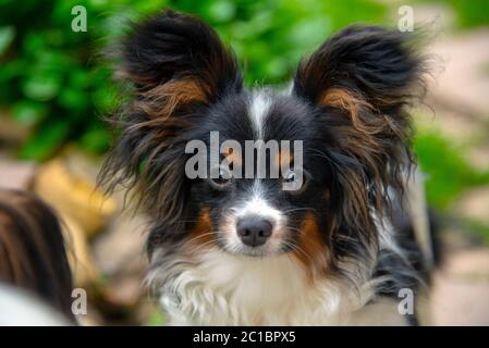 Porträt eines Papillon-Purebreed-Hundes mit großen Ohren. Stockfoto