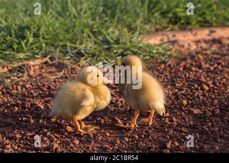 Die Pekin oder White Pekin Entchen stehen auf dem Kies Stockfoto