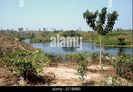 Ein Lotusteich in einer Teeplantage in Srimangal (Sreemangal) in Bangladesch. Srimangal ist eines der Hauptgebiete für den Teeanbau in Bangladesch Stockfoto