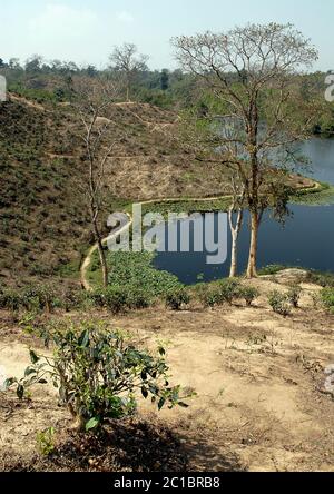 Ein Lotusteich in einer Teeplantage in Srimangal (Sreemangal) in Bangladesch. Srimangal ist eines der Hauptgebiete für den Teeanbau in Bangladesch Stockfoto