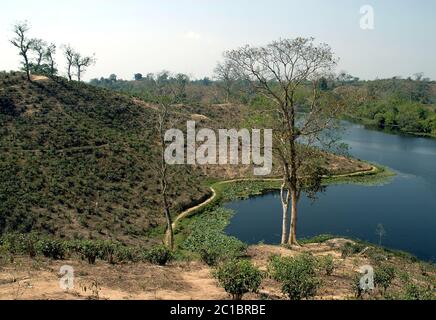 Ein Lotusteich in einer Teeplantage in Srimangal (Sreemangal) in Bangladesch. Srimangal ist eines der Hauptgebiete für den Teeanbau in Bangladesch Stockfoto