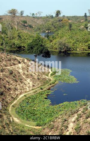 Ein Lotusteich in einer Teeplantage in Srimangal (Sreemangal) in Bangladesch. Srimangal ist eines der Hauptgebiete für den Teeanbau in Bangladesch Stockfoto