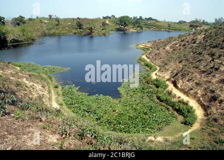 Ein Lotusteich in einer Teeplantage in Srimangal (Sreemangal) in Bangladesch. Srimangal ist eines der Hauptgebiete für den Teeanbau in Bangladesch Stockfoto