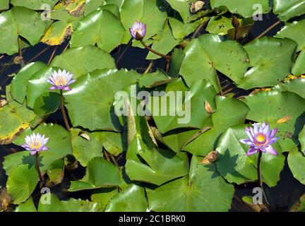 Blaue Lotusblüten in einem Teich in Srimangal (Sreemangal) in Bangladesch. Die blaue Lotusblume ist schon lange mit Spiritualität und Göttlichkeit verbunden. Stockfoto