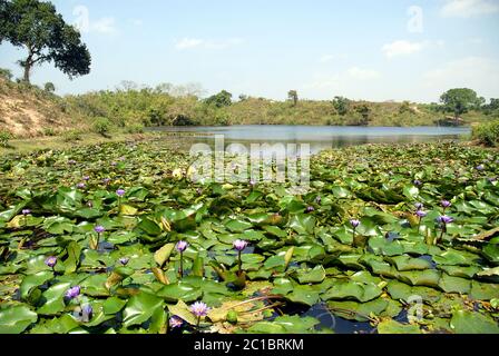 Ein Lotusteich in einer Teeplantage in Srimangal (Sreemangal) in Bangladesch. Srimangal ist eines der Hauptgebiete für den Teeanbau in Bangladesch Stockfoto