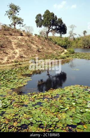 Ein Lotusteich in einer Teeplantage in Srimangal (Sreemangal) in Bangladesch. Srimangal ist eines der Hauptgebiete für den Teeanbau in Bangladesch Stockfoto