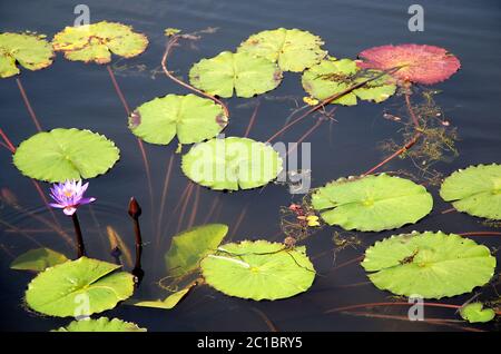 Blaue Lotusblume in einem Teich in Srimangal (Sreemangal) in Bangladesch. Die blaue Lotusblume ist schon lange mit Spiritualität und Göttlichkeit verbunden Stockfoto