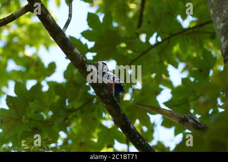 Mittelfleckspecht Dendrocoptes medius Europarat Stockfoto