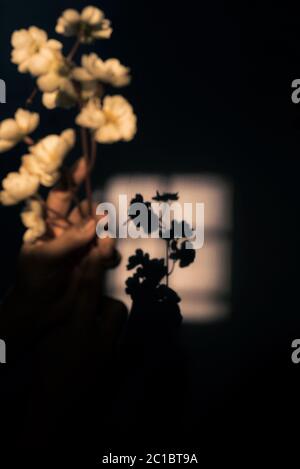 Verschwommene Blumen und ihr Schatten an der Wand Stockfoto