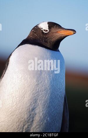 Gentoo Pinguin - Pygoscelis papua Stockfoto