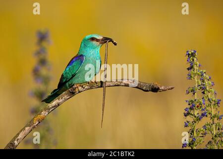 Europäische Walze sitzt zwischen Blumen und hält tote Grassnatter im Sommer Stockfoto