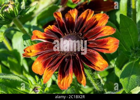 Rudbeckia hirta 'Cappuccino' eine gelb orange rote krautige mehrjährige Sommer Herbst Blume Pflanze allgemein bekannt als Black Eyed Susan oder Kegelblume Stockfoto