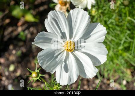 Cosmos bipinnatus 'Sonata White' eine weiße krautige Sommer Herbst jährliche Blume Pflanze allgemein bekannt als mexikanische Aster Stockfoto