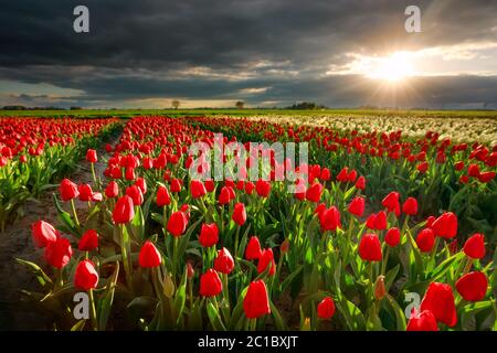 Sonnenschein über rotem Tulpenfeld im Frühjahr Stockfoto