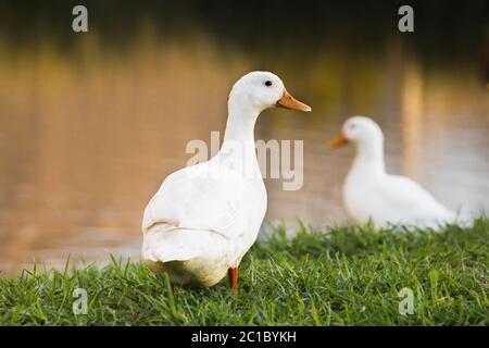 Nahaufnahme einer Pekin oder White Pekin Ente, die neben dem Teich steht Stockfoto