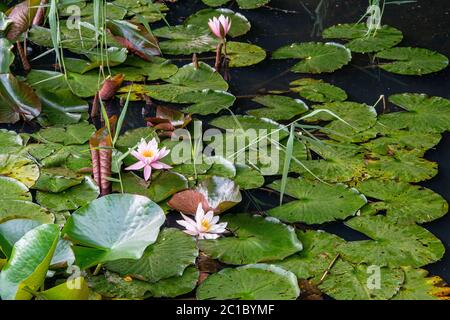 Wasserlilie schwimmt auf dem Wasser Stockfoto