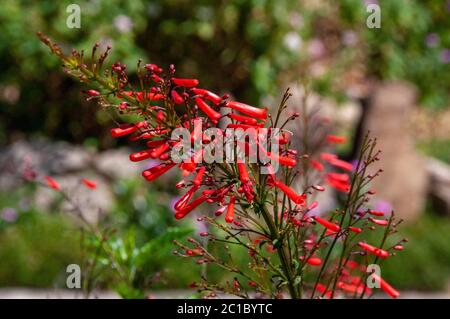 Russelia equisetiformis, allgemein bekannt als Brunnen, Feuerwerkspflanze, Korallenpflanze, Korallenbrunnen, Korallenkörper und Springbrunnen Stockfoto