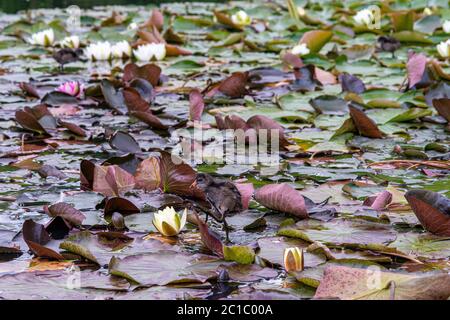 Wasserlilie schwimmt auf dem Wasser Stockfoto