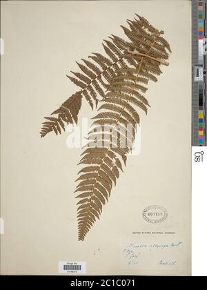 Cyathea bicrenata Liebm Cyathea bicrenata Liebm. Stockfoto