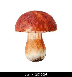 Ein ganzer essbarer Pilz auf weißem Hintergrund isoliert Nahaufnahme, boletus edulis, schöne braune Kappe boletus, Penny Bun, cep, Steinpilze oder Steinpilze Stockfoto
