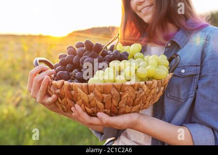 Junge Frau mit Korb der Ernte von blauen und grünen Trauben Stockfoto