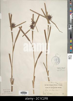 Carex greyi J Carey Carex greyi J Carey. Stockfoto