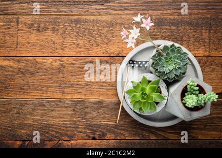 Gruppe von Sukkulenten in Beton-Pflanzentöpfen auf einem Holztisch Hintergrund. Moderne inländische Blumen Sukkulenten. Kopiespeicher in der Draufsicht Stockfoto