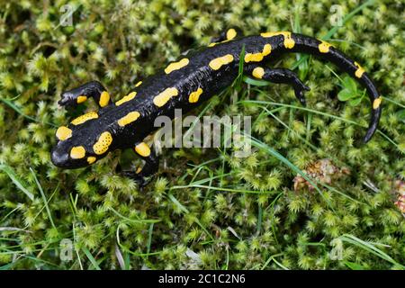 Feuersalamander (Salamandra salamandra) in einer wilden Natur Stockfoto