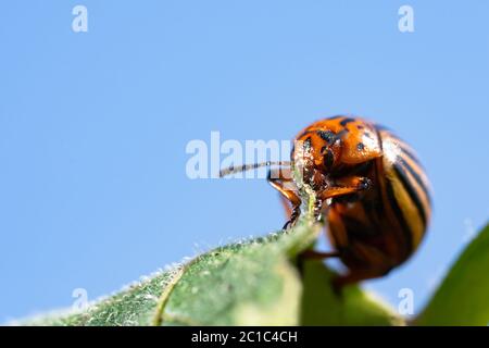 Kartoffelwanzen auf Blattwerk von Kartoffeln in der Natur, natürlicher Hintergrund, Makrobild Stockfoto