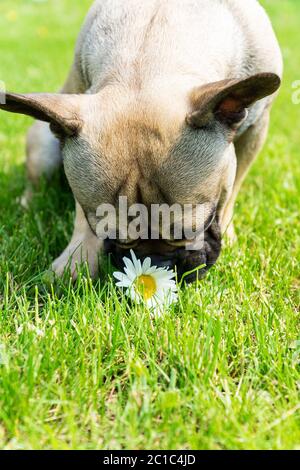 Französisch Bulldogge Welpen spielen mit Kamillenblume auf einem Rasen in einem Sommer sonnigen Tag. Niedliches Haustier im Freien. Stockfoto