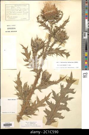 Carduus nutans L Carduus nutans L. Stockfoto