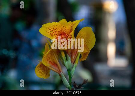 Canna Indica, die gemeinhin als indischen, afrikanischen Maranta, essbare Canna bekannt, lila Maranta, Sierra Leone Pfeilwurz, ist eine Pflanzenart in der Fami Stockfoto