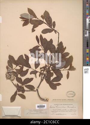 Salix humiis Marshall Salix humiis Marshall. Stockfoto