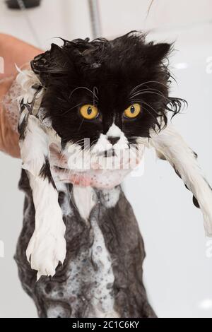 Bad oder Dusche, eine persische Rasse-Katze Stockfoto