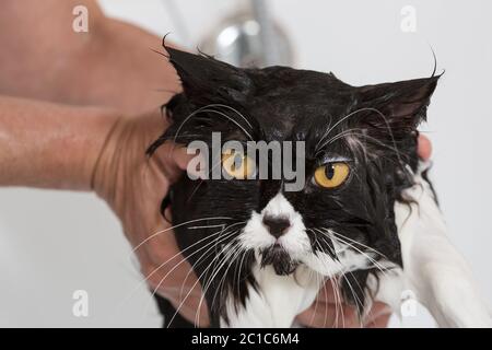 Bad oder Dusche, eine persische Rasse-Katze Stockfoto