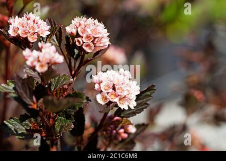 Viele kleine rosa Blumen in einem schönen Bund Stockfoto