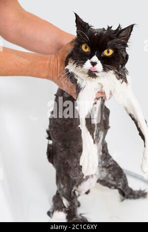 Bad oder Dusche, eine persische Rasse-Katze Stockfoto