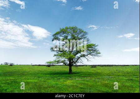 Frühlingslandschaft einsame grüne Eiche auf einem grünen Feld von üppigem Gras vor einem blauen Himmel Hintergrund von Sonnenstrahlen und weißen Wolken Stockfoto