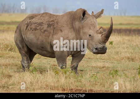 Nashorn - Nashorn mit Vogel Weißes Nashorn Vierkantnashorn Ceratotherium simum Stockfoto