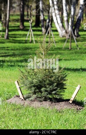 Einsamer kleiner Weihnachtsbaum wird im Gatchina Park nach dem Plan der Pflanzungen gepflanzt. Eingezäunt mit einem Zaun. Stockfoto